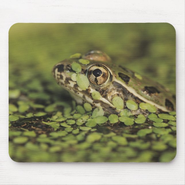 Rio Grande Leopard Frog, Rana berlandieri, Mouse Pad (Front)