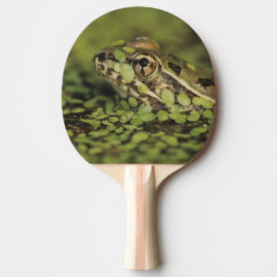 Rio Grande Leopard Frog, Rana berlandieri, Ping Pong Paddle