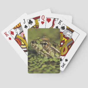Rio Grande Leopard Frog, Rana berlandieri, Playing Cards