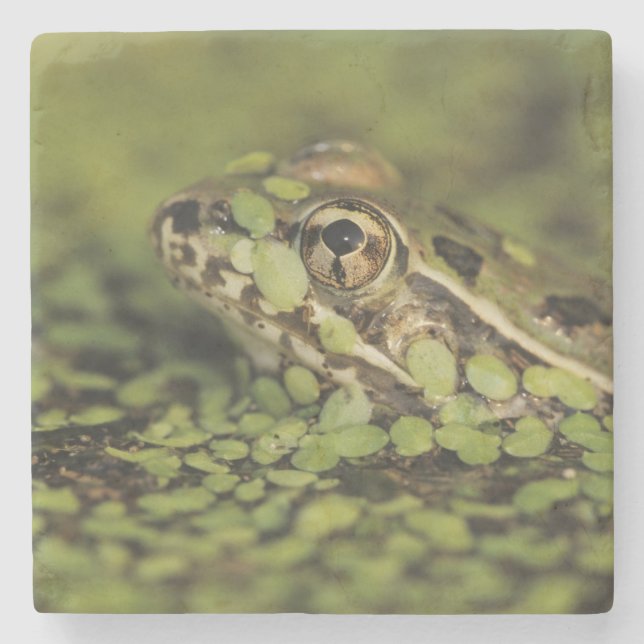 Rio Grande Leopard Frog, Rana berlandieri, Stone Coaster (Front)
