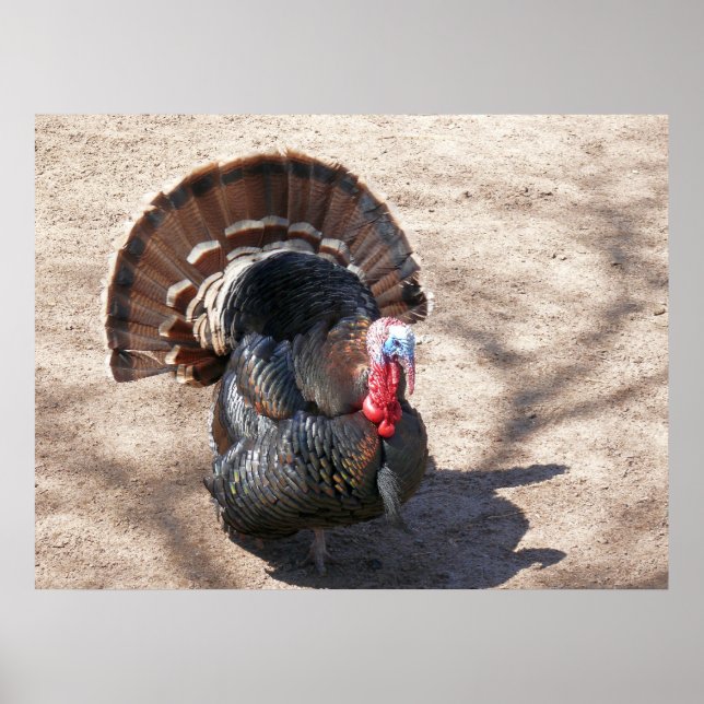 Rio Grande Wild Turkey Poster (Front)