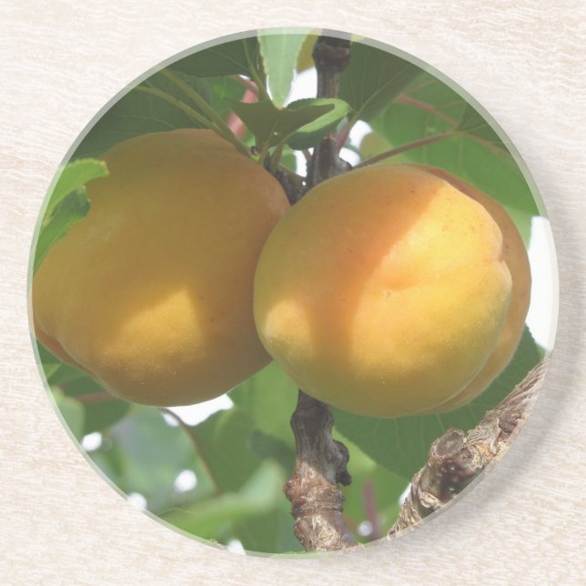 Ripe apricots hanging on the tree . Tuscany, Italy Coaster (Front)