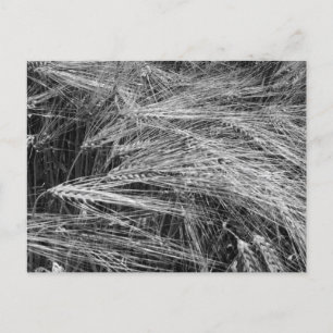 Ripe barley ears (Hordeum vulgare) Holiday Postcard