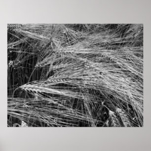 Ripe barley ears (Hordeum vulgare) Poster