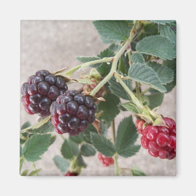 Ripe Blackberries Magnet (Front)