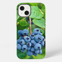 Ripe Blueberries On Bush