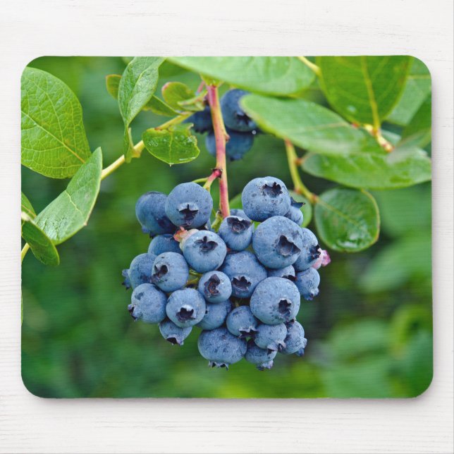 Ripe Blueberry Bush Mouse Pad (Front)