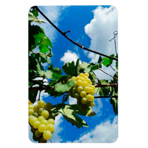 Ripe bunches of grapes against the background  magnet