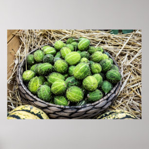 Ripe Cucumis myriocarpus Poster