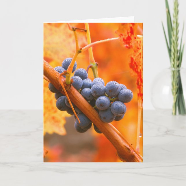 Ripe Grape In Vineyard Card (Front)