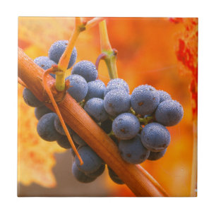 Ripe Grape In Vineyard Ceramic Tile