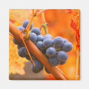 Ripe Grape In Vineyard Magnet
