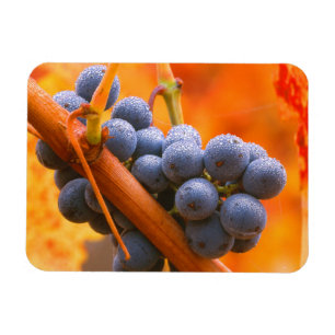 Ripe Grape In Vineyard Magnet