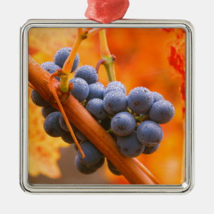 Ripe Grape In Vineyard Metal Ornament