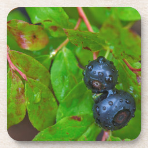 Ripe huckleberries in a light rain coaster