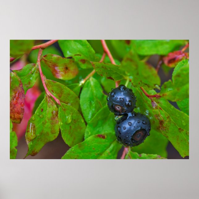 Ripe huckleberries in a light rain poster (Front)
