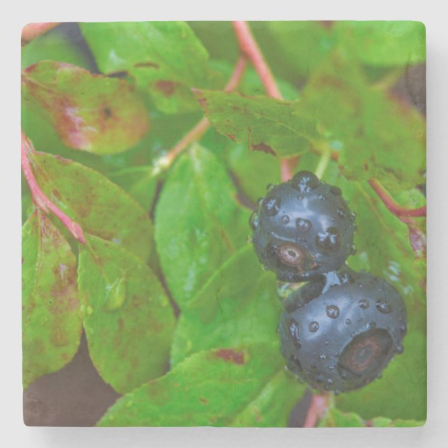 Ripe huckleberries in a light rain stone coaster (Front)