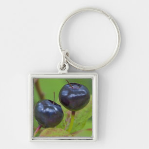Ripe huckleberries in the Flathead National 2 Key Ring