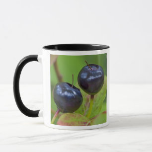 Ripe huckleberries in the Flathead National 2 Mug