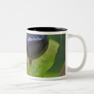 Ripe huckleberries in the Flathead National 2 Two-Tone Coffee Mug