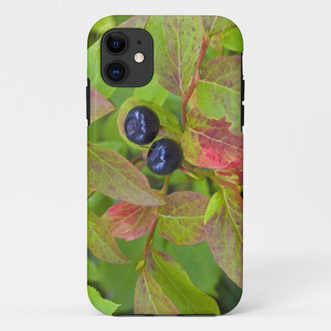 Ripe huckleberries in the Flathead National Case-Mate iPhone Case (Back)