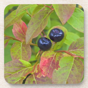 Ripe huckleberries in the Flathead National Coaster