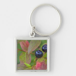 Ripe huckleberries in the Flathead National Key Ring