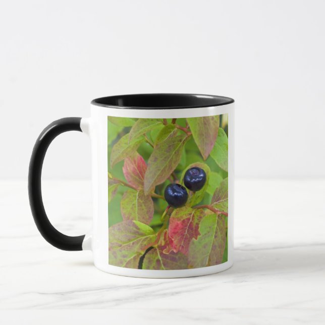 Ripe huckleberries in the Flathead National Mug (Left)