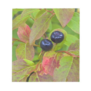 Ripe huckleberries in the Flathead National Notepad