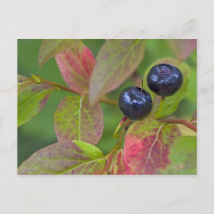Ripe huckleberries in the Flathead National Postcard
