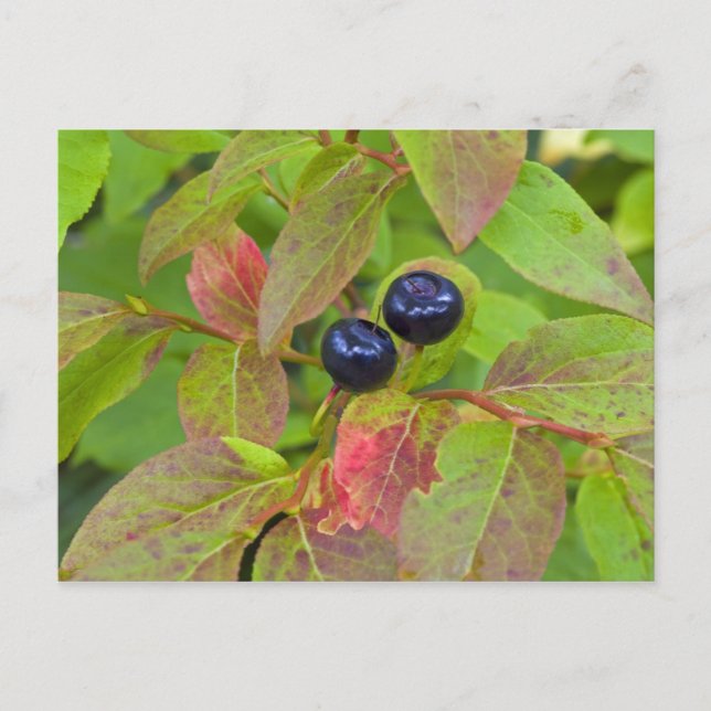 Ripe huckleberries in the Flathead National Postcard (Front)