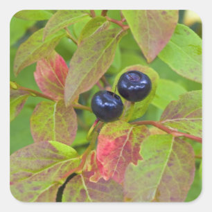 Ripe huckleberries in the Flathead National Square Sticker