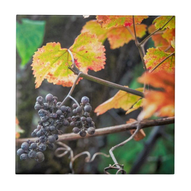 Ripe Isabella grape Ceramic Tile (Front)