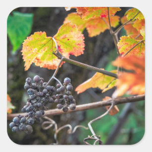 Ripe Isabella grape Square Sticker