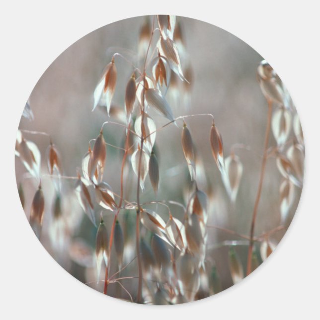Ripe Oats (Avena Sativa) Close Up. Ceres, Boland Classic Round Sticker (Front)