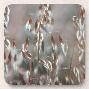 Ripe Oats (Avena Sativa) Close Up. Ceres, Boland Coaster