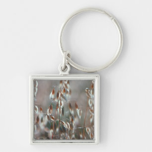 Ripe Oats (Avena Sativa) Close Up. Ceres, Boland Key Ring