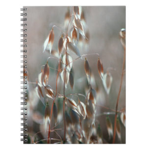 Ripe Oats (Avena Sativa) Close Up. Ceres, Boland Notebook