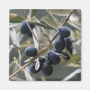 Ripe Olives on Olive Tree Branch Magnet