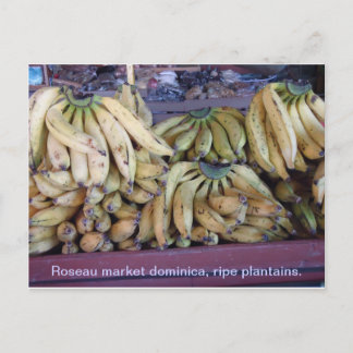 ripe plantains . postcard