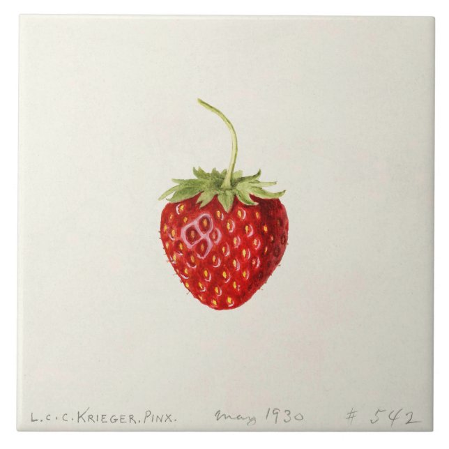 Ripe Red Strawberry (by Louis C.C. Krieger)  Ceramic Tile (Front)