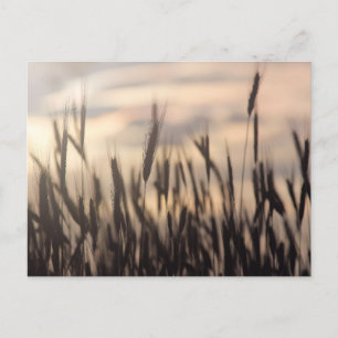Ripe Rye at Sunset Photograph Postcard