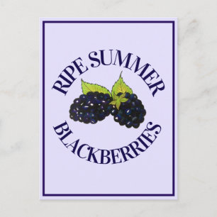 Ripe Summer Blackberries Blackberry Berry Berries Postcard