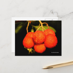Ripened Unedo Arbutus Strawberry Tree Fruit Postcard