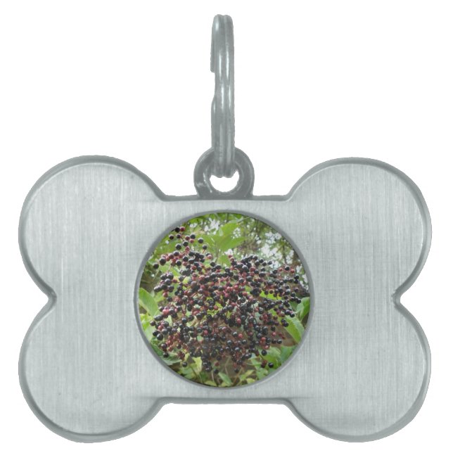 Ripening Elderberries Pet Tag (Front)
