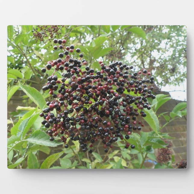 Ripening Elderberries Plaque (Front)