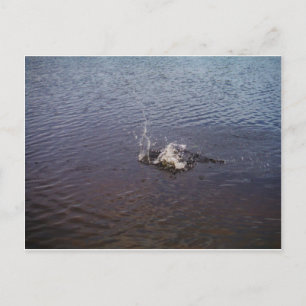 Ripples in a lake, from a fish jumping postcard
