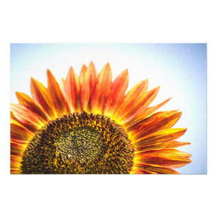 Rising Sunflower Photo Print