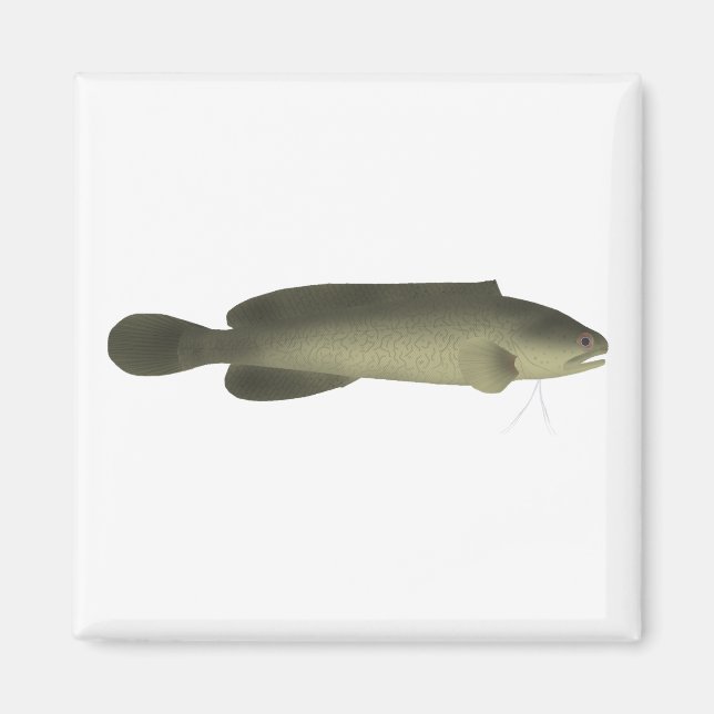 River Blackfish Print, Value Poster Paper (Matte) Magnet (Front)