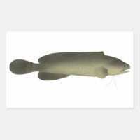 River Blackfish Print, Value Poster Paper (Matte)